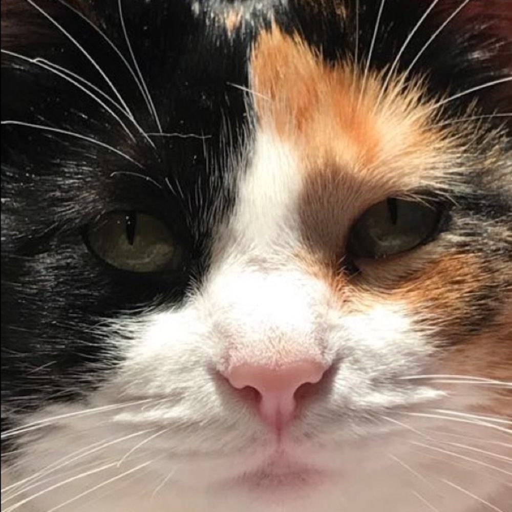 Meet your Posher, Asha